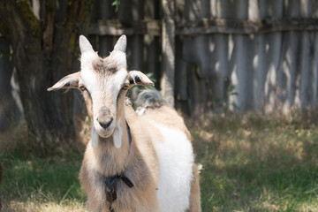 Obraz premium White and beige goat grazes on the meadow