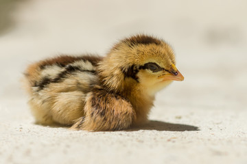 Close up a Little chicken are sitting to dried in the sunlight.