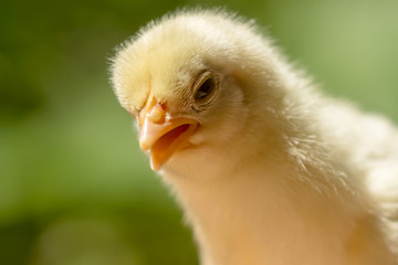 Close up Little chicken.
