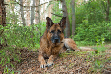 German Shepherd lies in the forest near the fir-tree
