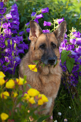 German shepherd dog sits with a flower in the teeth among the flowers, close-up portrait