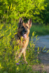 Portrait of a German shepherd sitting among yellow field flowers