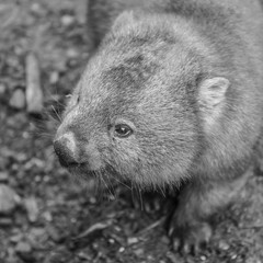Obraz premium Adorable large wombat during the day looking for grass to eat