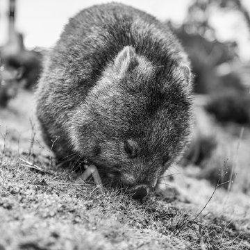 Adorable large wombat during the day looking for grass to eat