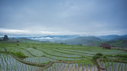 Fototapeta na wymiar Terraced rice field with mountain background at Ban Pa Bong Piang Chiang Mai in Thailand