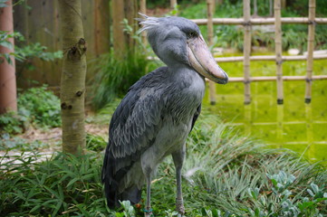 直立不動のハシビロコウ