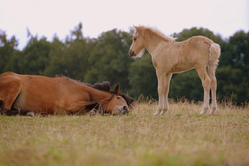 young guard, cute foal watching a brown island horse rolling