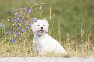 West Highland Terrier Hund beim Spaziergang