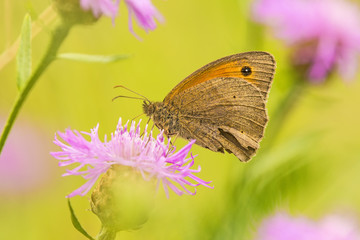 Ochsenauge, Maniola jurtina, auf Blüte