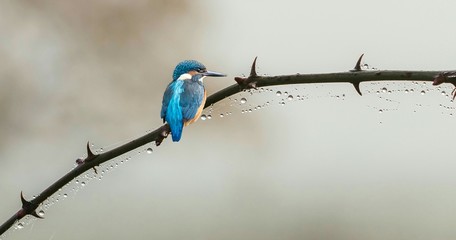 eisvogel