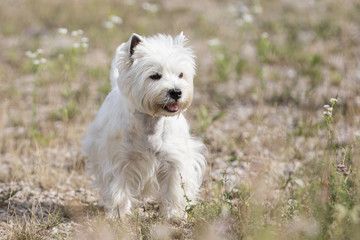 West Highland Terrier Hund beim Spaziergang