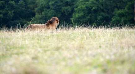 save in the gras, cute island horse lying in dry gras