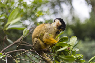 Ginger squirrel monkey with black head