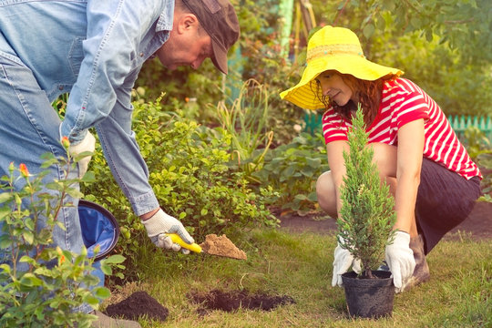 Couple Planting A Tree Together On A Summer Day