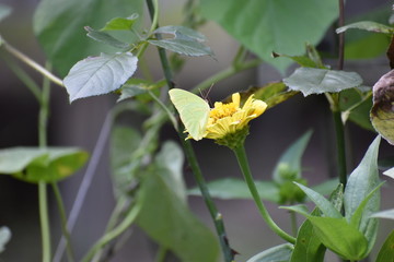 Yellow Butterfly