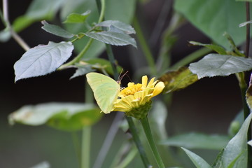 Yellow Butterfly