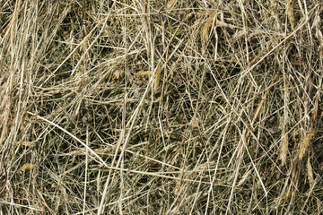 Drying blades of grass - hay.