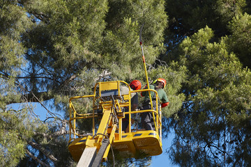 Tree work, pruning operations. Crane and pine wood
