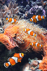 Naklejka na ściany i meble Sea anemone and clown fish