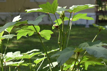 Veggies, Herbs and Fruit