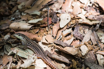 Lizard, close up