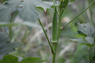 Veggies, Herbs and Fruit
