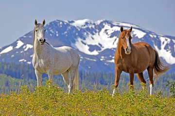 Two Arabian Horses standing in meadow of flowers with snow covered Mountains in background.