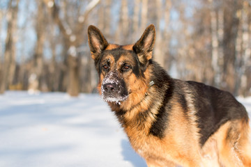 Dog german shepherd in a park in a winter