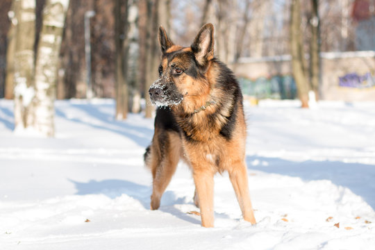 Dog german shepherd in a park in a winter