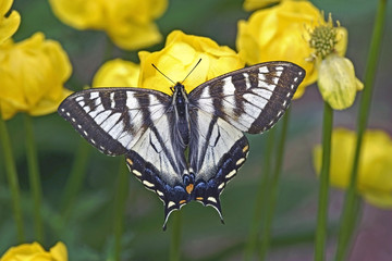 Beautiful Swallow Tail Butterfly feeding nectar from yellow flowers.
