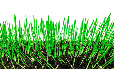 Rye grown in the ground.