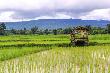 Rice fields plantation, organic asian rice farm and agriculture, countryside in Thailand