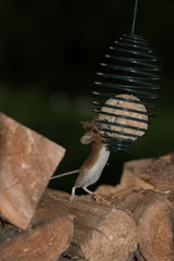 Waldmaus mit Meisenknödel