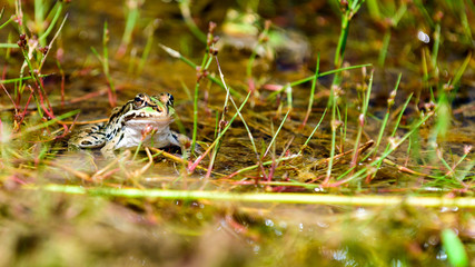 Common European water frog, green frog in its natural habitat, Rana esculenta