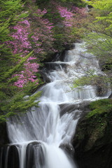 トウゴクミツバツツジ咲く竜頭の滝
