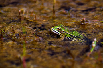 Common European water frog, green frog in its natural habitat, Rana esculenta