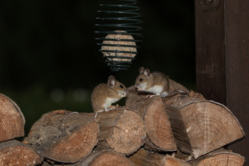 Waldmaus mit Meilenknödel
