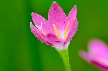 Obraz premium flower