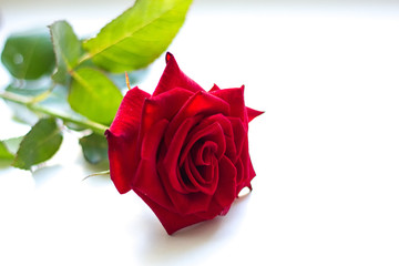 Naklejka premium a red rose
