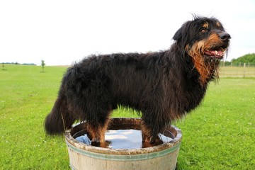briard hat spaß im garten