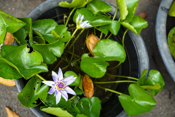 Beautiful violet color water lilies or Nymphaea blooming among green leaves in plastic pot in local gardening shop