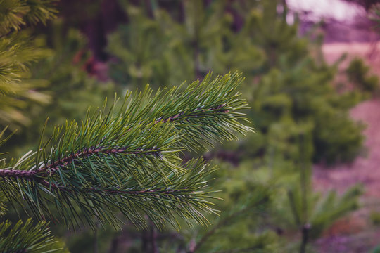 Fototapeta Green Spruce Tree Branches Retro