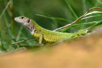 European green lizard Lacerta viridis, female