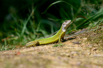 European green lizard Lacerta viridis, female