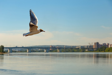 Flying gull over river