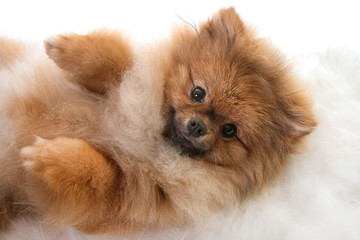 Obraz premium young pomeranian dog