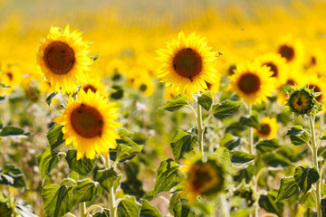 sunflowers fields