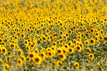 sunflowers fields