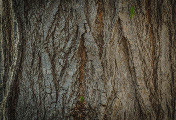 Corteza arbol