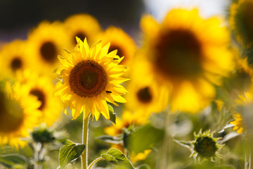 Fototapeta premium sunflowers fields
